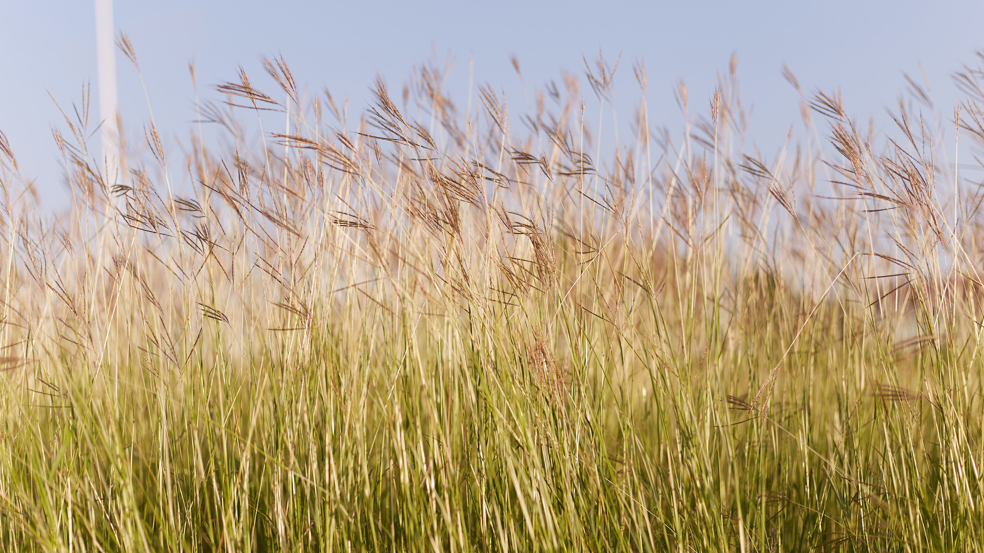 Gräser im Wind bei blauem Himmel.